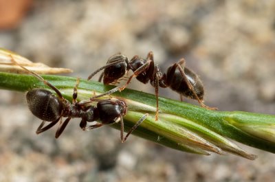 Exterminator Ottawa