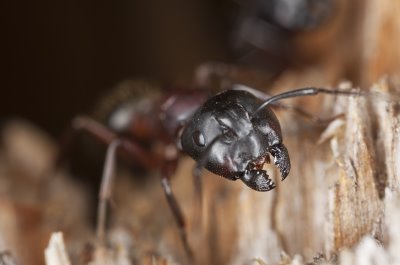 Exterminator Ottawa