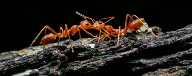 Ant Extermination
