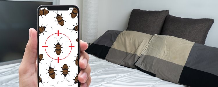 Bedbug Extermination