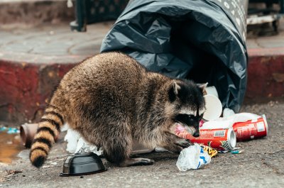 Exterminator Ottawa