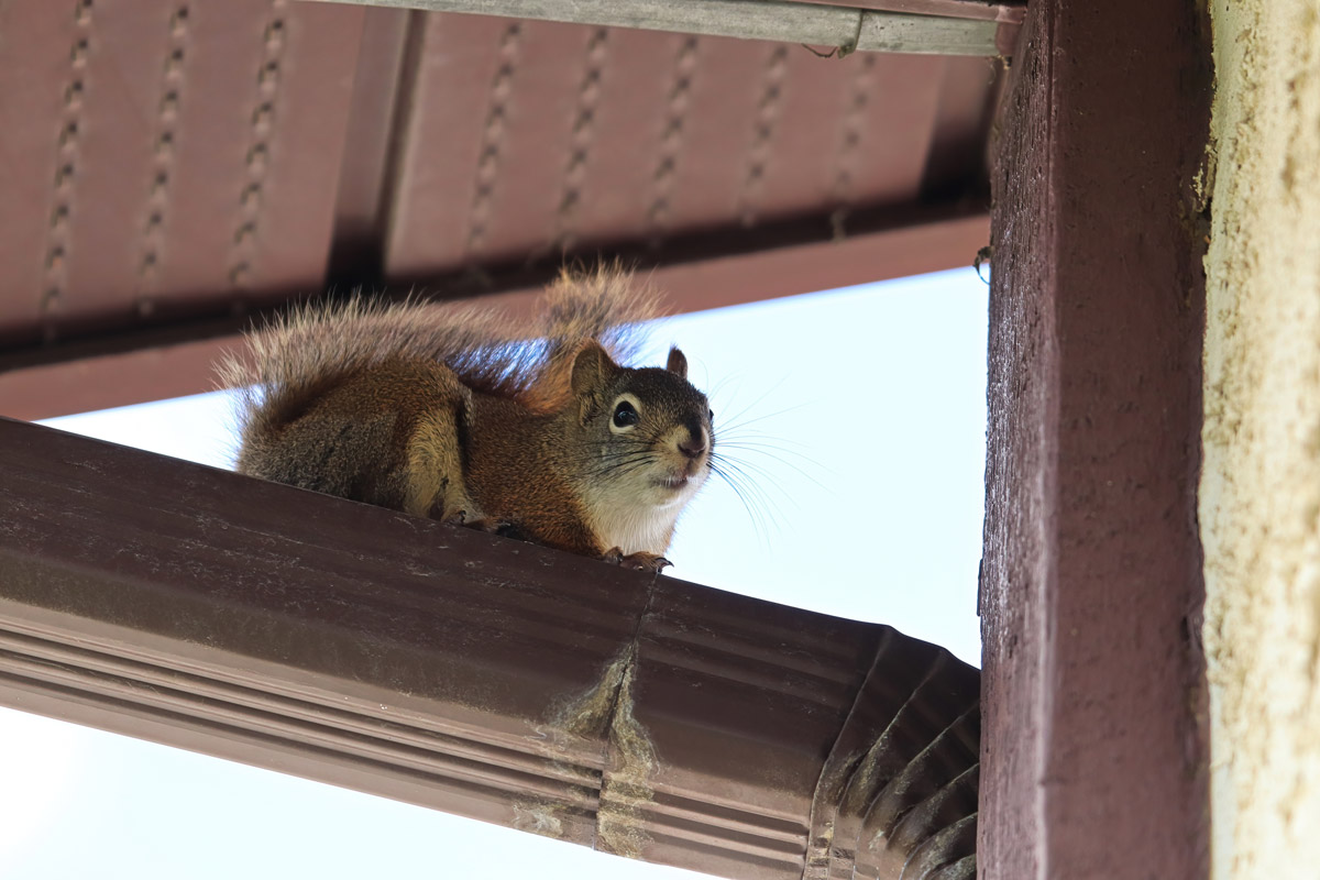 Squirrel Ottawa