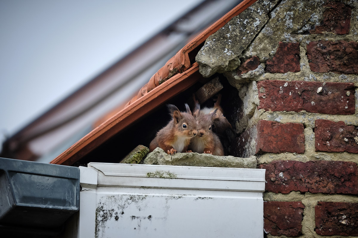 Squirrel Ottawa