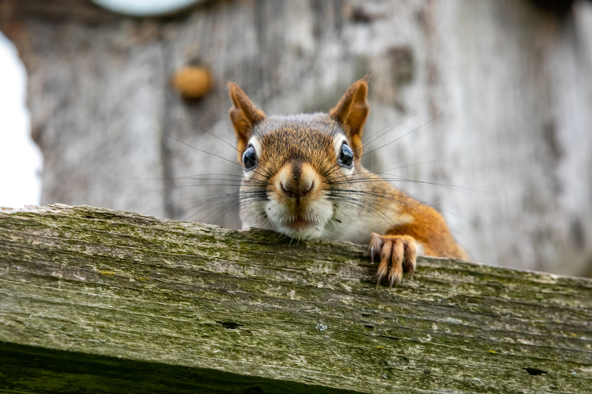 Squirrel Ottawa