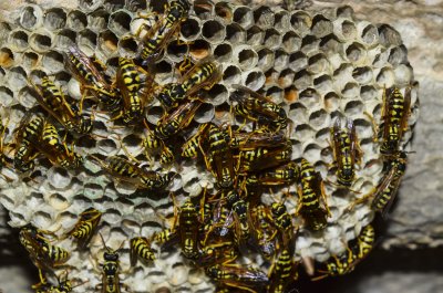 Exterminator Ottawa